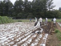 　　　　　高原野菜の圃場管理作業