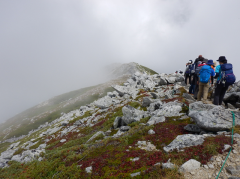 木曽駒ヶ岳～馬の背　登山道と高山帯の自然観察（9/7）