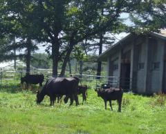 野辺山STの牛たち