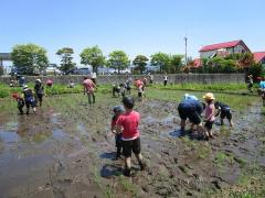 田植え