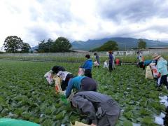 キャベツ圃場の除草