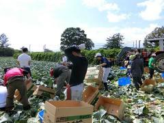 　　　　キャベツの出荷作業