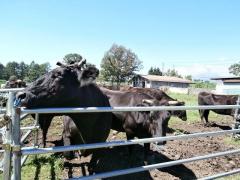 野辺山ステーションの牛たち