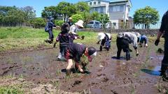 田植え