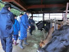 乳牛への給餌体験