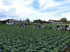 キャベツ圃場の除草