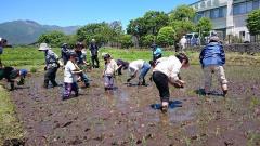 田植え体験