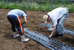 圃場でのダイコンの播種作業に挑戦