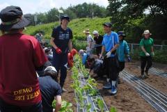 ハクサイの巨大苗の定植に挑戦