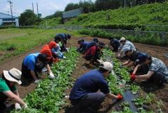 ダイコン圃場の草取りに挑戦