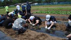 紙パックで育苗したニンジンの定植に挑戦