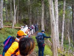 西駒ステーションの亜高山帯常緑針葉樹林