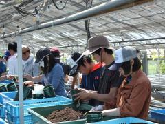 シクラメンの植え替え