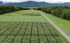 特別演習を実施した構内圃場