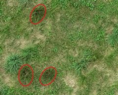 空撮画像を用いた牧草地のチカラシバ群落の検出