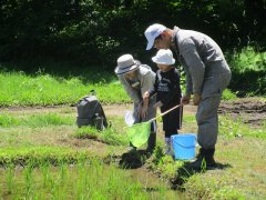 田んぼの虫の観察