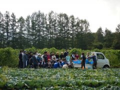 キャベツの収穫，箱詰め方法を習っています。この後，目の前のキャベツ畑に挑みます。