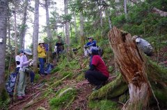 亜高山帯の温暖化試験地での見学と解説