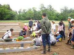 サツマイモの定植