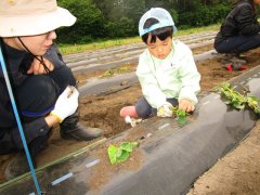 サツマイモの定植