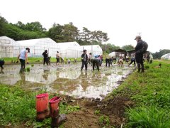 田植え