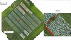 図2.UAV空撮画像を用いたキャベツサイズの実測