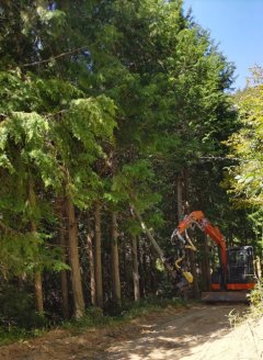 2・3日目: ハーベスタによる伐倒