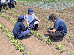 スイートコーンの生育調査