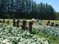 キャベツの収穫の様子
