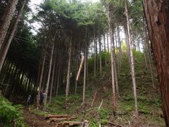 2・3日目: スイングヤーダ集材の様子