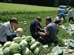 キャベツの収穫の様子