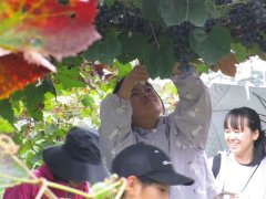 山ぶどうの収穫