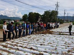 白菜圃場見学の様子