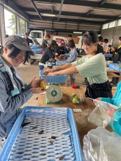 洋ナシのパッキング作業