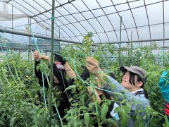 大玉トマトの脇芽取りと誘引作業