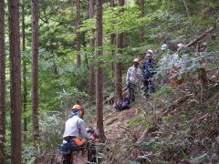 2・3日目: チェンソーによる伐倒