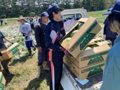 キャベツの収穫