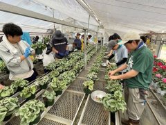 シクラメンの葉組み