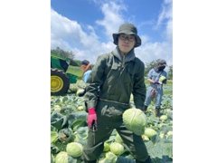 キャベツ収穫の様子