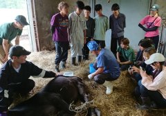 獣医師による去勢を見学している様子