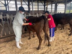 ブラッシングの様子