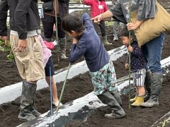 サツマイモ苗の定植