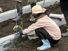 サツマイモ苗の定植