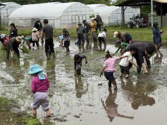 田植え