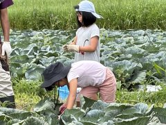 キャベツの収穫