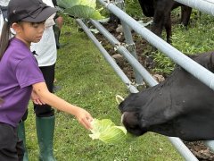 牛の餌やり体験