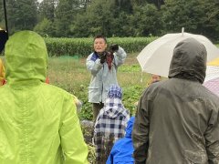 サツマイモの収穫