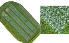 図1．UAV空撮画像を用いたキャベツサイズの実測