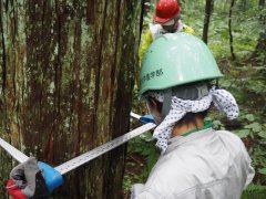 1日目：輪尺による胸高直径の測定