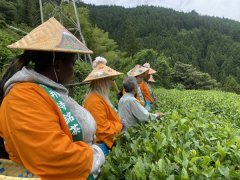 茶畑の実習